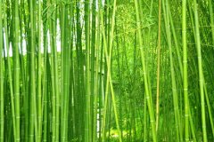 植物株高要如何測量？